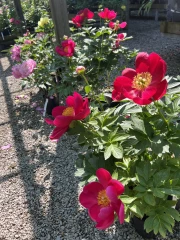 Une collection de 800 variétés reconnue en France