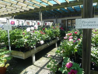 Conseils de plantation et d’entretien