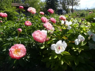 Dans la famille Rivière, les pivoines sont une institution