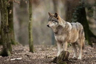  Loup : le déclassement poursuit son chemin