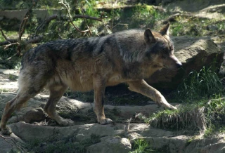 Huit départements alpins veulent réévaluer la population des loups