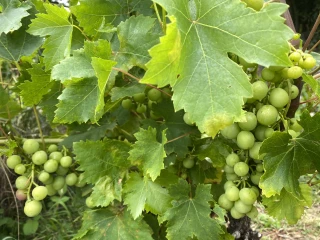 Un fonds d'urgence pour les jeunes vignerons