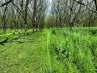 Les synergies cultures-élevage