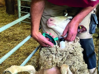 FCO-8 : « Il faut demander l’aide régionale »