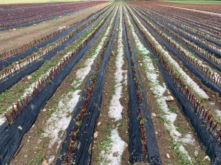 Une aide à l’arrachage destinée aux pépiniéristes