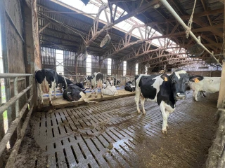 Le confort des logettes : un enjeu  pour le bien-être des vaches laitières