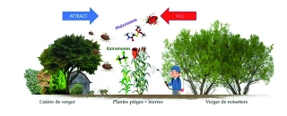 Déploiement  des systèmes « Attract & Kill »  au verger