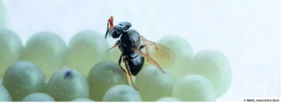 La piste « prometteuse » des parasitoïdes