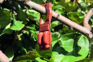 Phytos : course aux alternatives dans les vergers