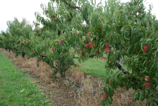Recul de la production européenne de pêches