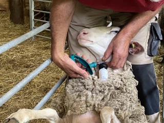 FCO-8 : des vaccins gratuits pour les ovins