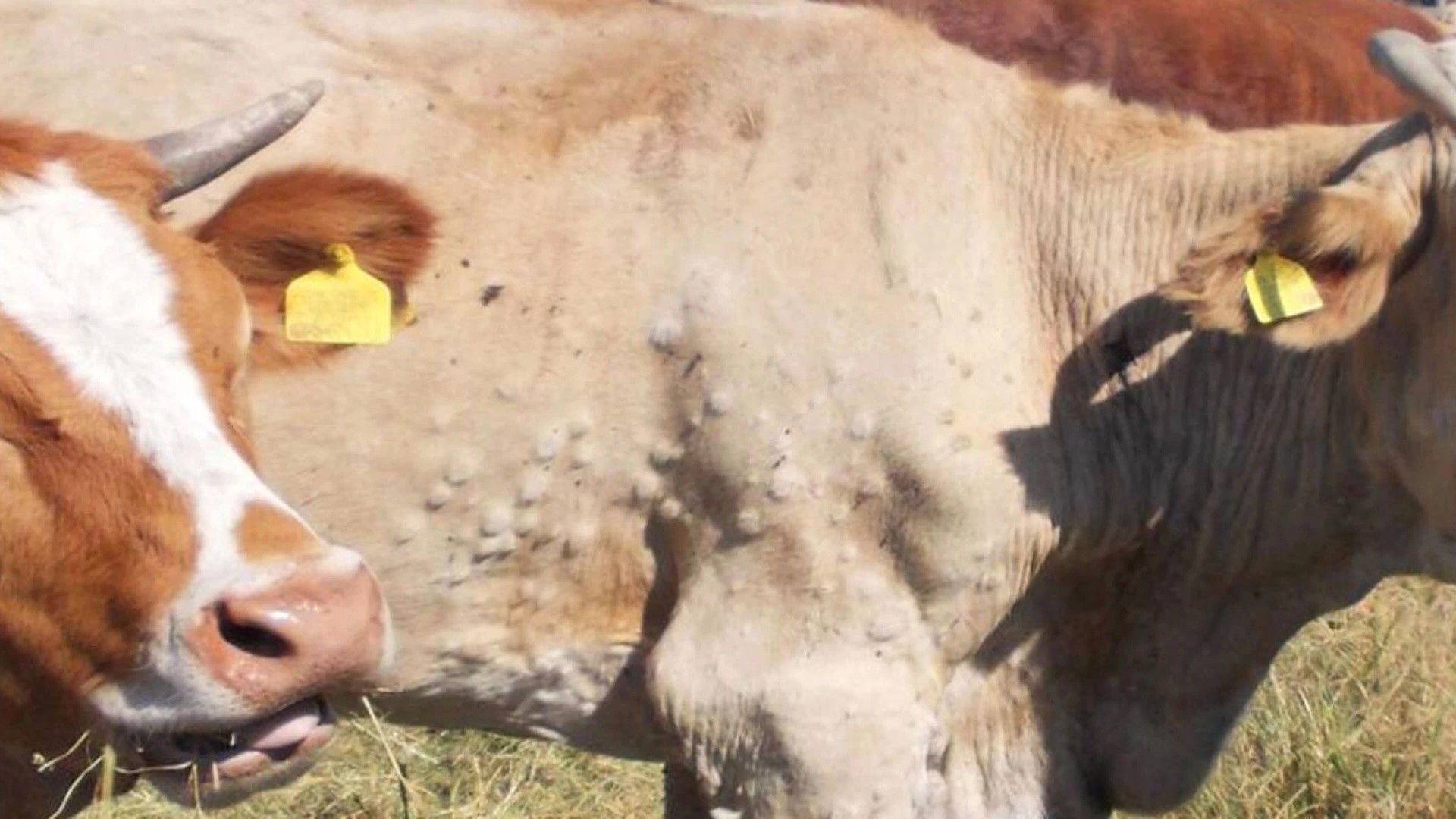 Un foyer de dermatose nodulaire contagieuse bovine (DNC) en Savoie | L ...
