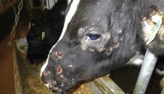 Dermatose nodulaire : l’inquiétude des éleveurs