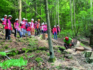 Mécanisation des feuillus : les forestiers  en immersion dans le Sud-Ouest