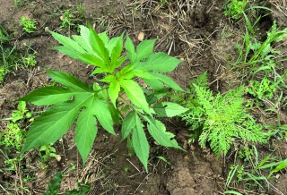 L’ambroisie trifide, une menace émergente