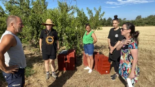 Des fruits grêlés glanés pour la solidarité