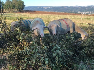 Affourager les brebis en feuilles pour pallier la sècheresse
