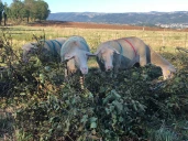 Affourager les brebis en feuilles pour pallier la sècheresse