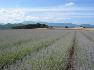 Lavande et lavandin : une crise sévère