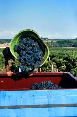 Viticulture : une campagne à plus de 40 Mhl