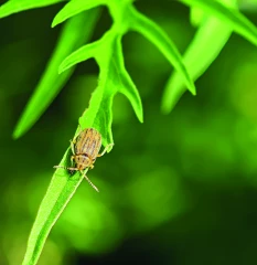 Premiers lâchers d’Ophraella communa,  un insecte mangeur d’ambroisie