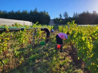 Vendanges au lycée du Valentin