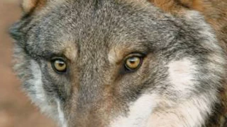 Grèce : une fillette blessée par un loup
