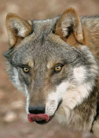 Grèce : une fillette blessée par un loup