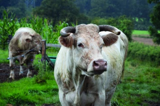 Une filière bovine très préoccupée  par la décapitalisation