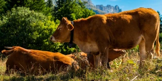 Appel à l’aide  pour les bovins bloqués