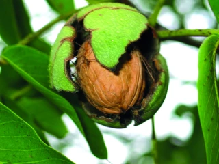  La date de début de récolte fixée au 23 septembre