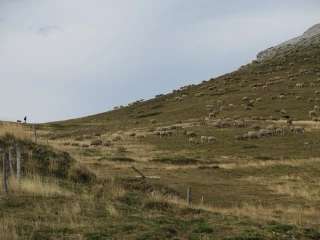 Loup : vers un assouplissement supplémentaire des règles de tirs