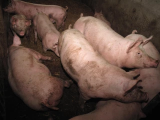 Croatie : la peste porcine frappe le plus gros élevage du pays