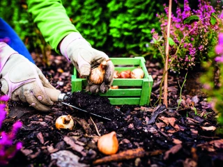 Les plantations du moment pour préparer son jardin