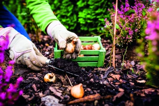 Les plantations du moment pour préparer son jardin
