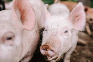 Manche : 700 porcs morts de faim