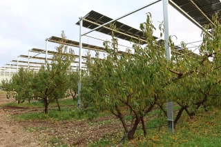 Agrivoltaïsme dynamique : Sun’Agri confirme ses résultats en arboriculture