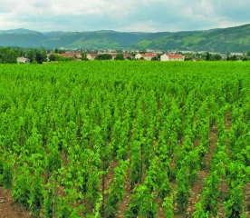 IA : des avancées en viticulture