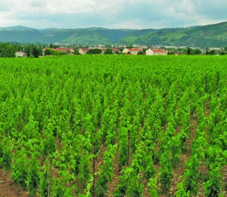 IA : des avancées en viticulture