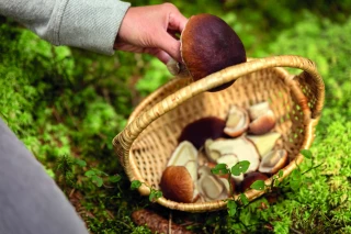  Peut-on les cueillir en forêt publique ?