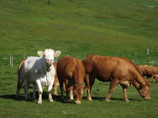 Bovins/DNC : les préparatifs avancent en vue du repeuplement dans les Savoies