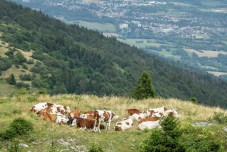 Un nouveau foyer de DNC détecté dans le Jura