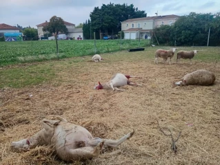 Le loup en plein cœur de La Laupie