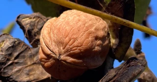 La journée de la noix nouvelle