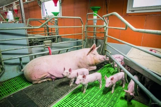 Maternités porcines collectives, un système d’avenir
