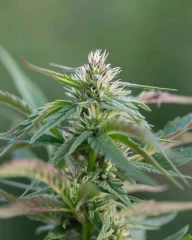 « Ça serait la fin de la production française de chanvre »