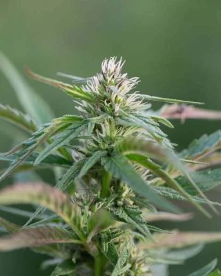 « Ça serait la fin de la production française de chanvre »