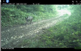 La FNO conteste le comptage des loups