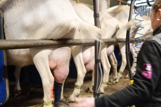 Le plan caprin d’Agrial vise l’installation de quarante éleveurs par an d’ici 2035