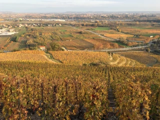 Un plan de sauvegarde pour la viticulture française